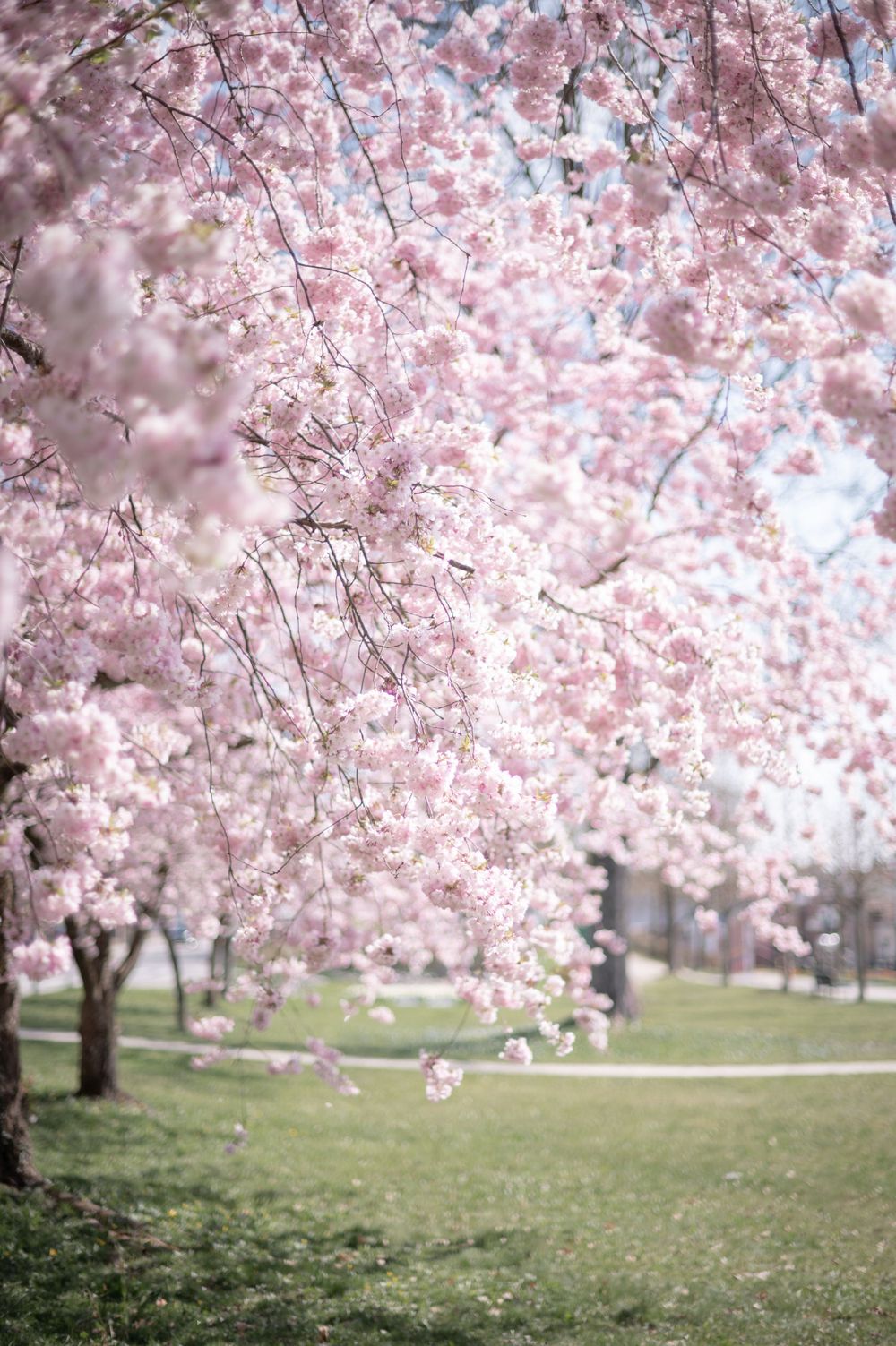 Rosa Kirschblüten blühen auf Bäumen im Park der Ringstraße in Pfarrkirchen
