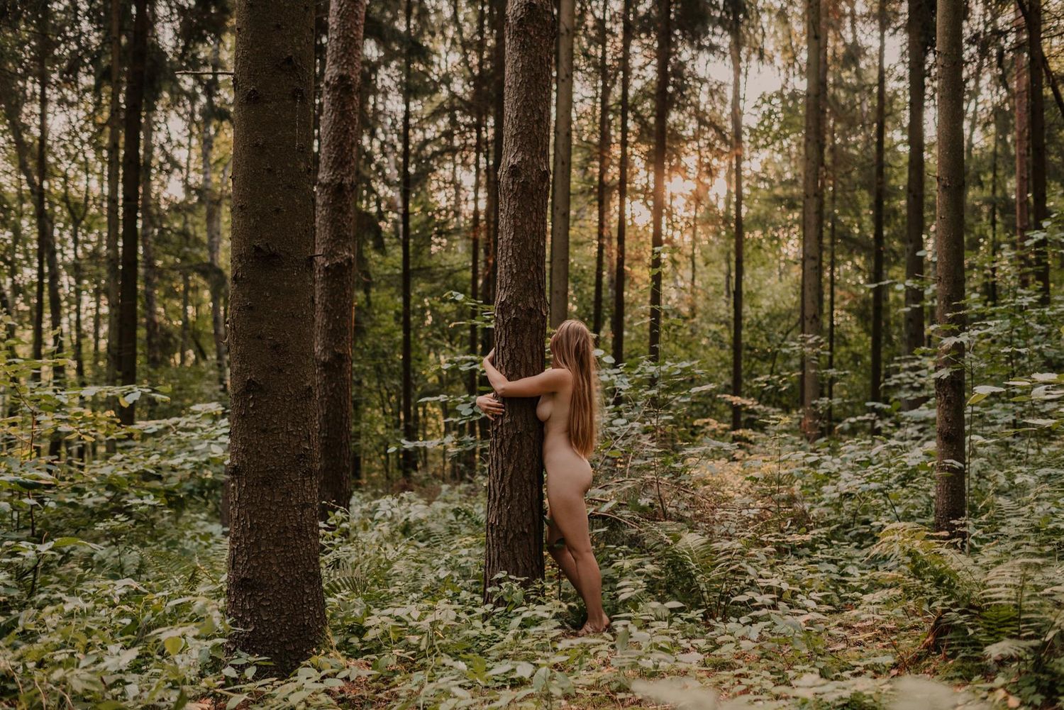 A tranquil forest scene with tall trees and dappled sunlight filtering through the dense canopy above.