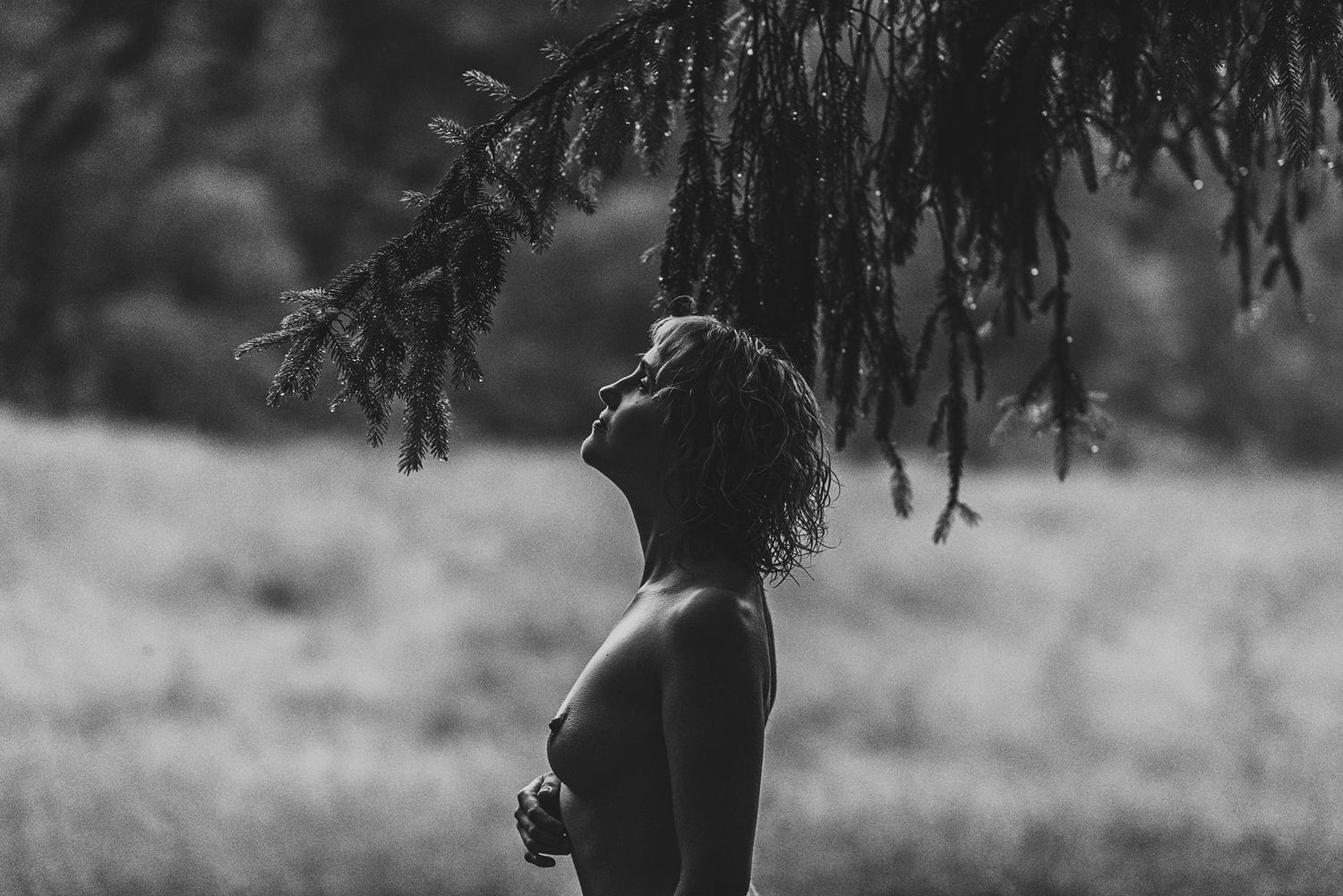 Black and white panoramic photo shows row of evergreen branches hanging down against blurred forest background.