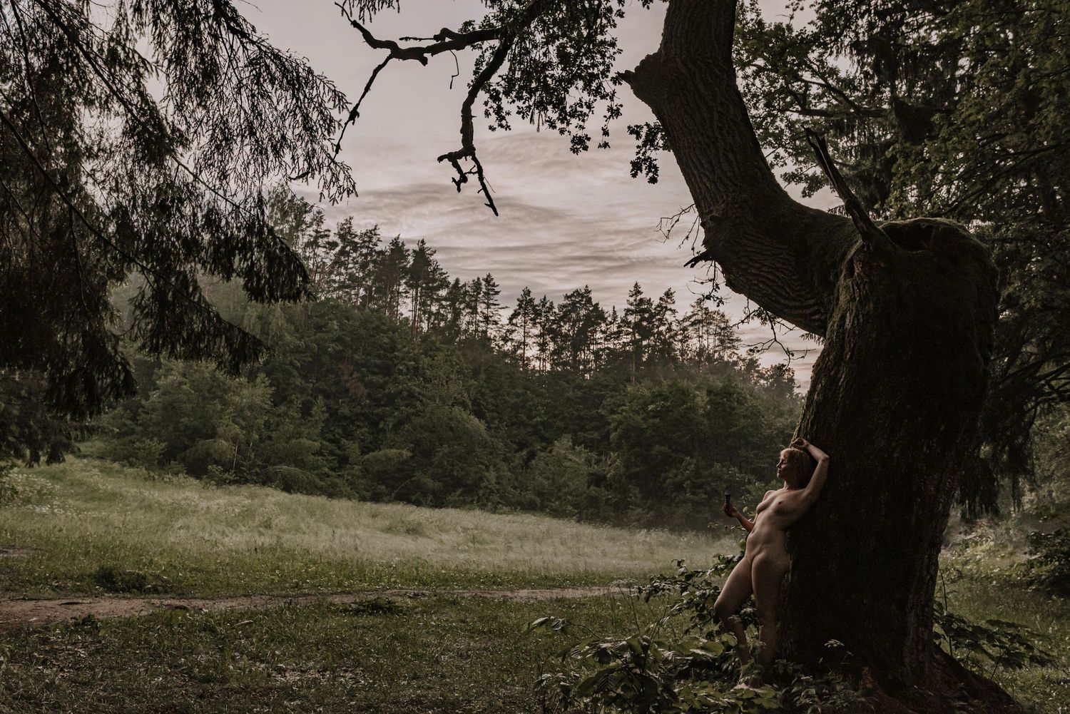 Moody landscape view through silhouetted tree branches overlooking misty meadow at dusk.
