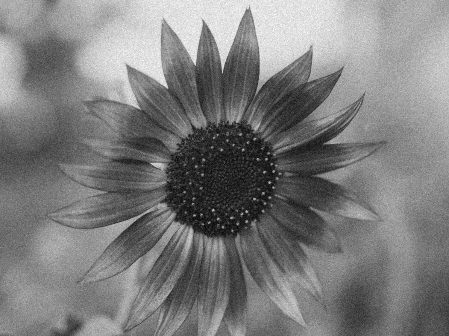Black and white close-up photographs of sunflower blooms in sequence.
