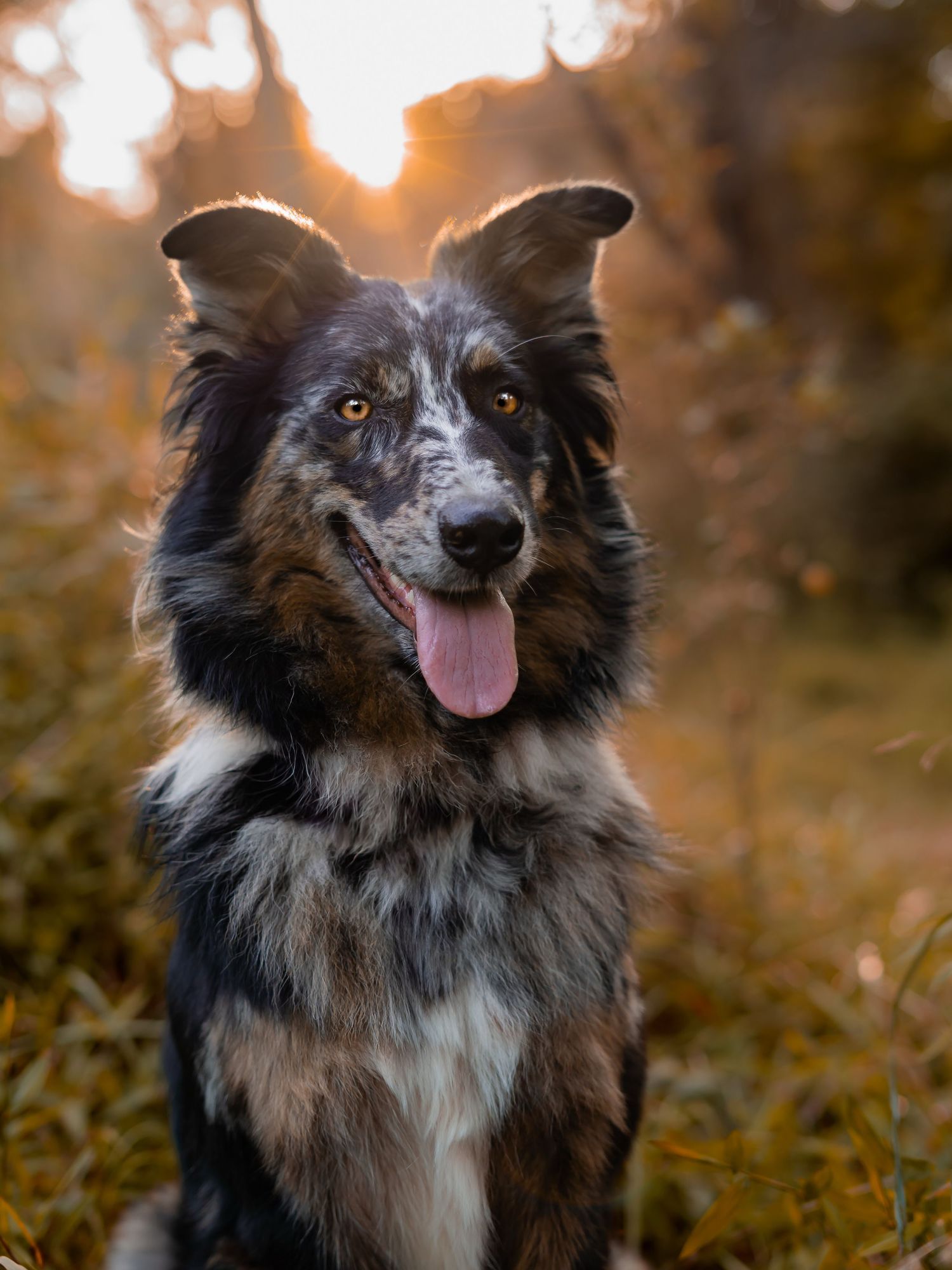 A fluffy black and brown Australian Shepherd poses joyfully in golden autumn light with tongue out and alert ears. Fairmont wv