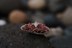 Diamond solitaire engagement ring displayed on a seashell with red moss, surrounded by smooth pebbles.