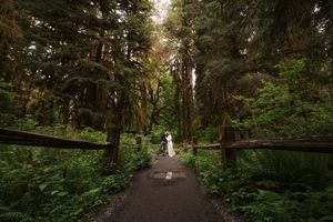 A serene forest path winds through towering evergreen trees with dappled sunlight filtering through the canopy.