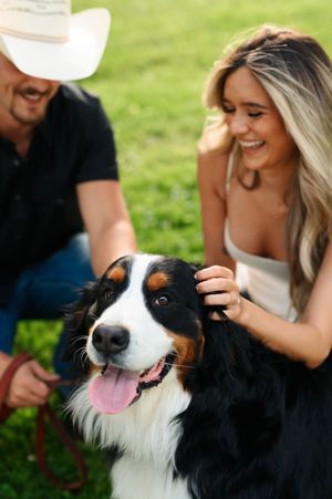 A black and white Bernese Mountain Dog shows a happy expression while being pet by people outdoors in the grass.