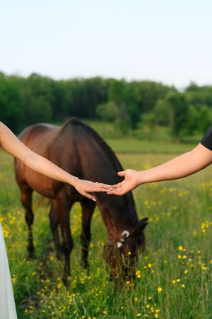 Two horses graze in a green pasture filled with yellow wildflowers while outstretched hands connect in the foreground.