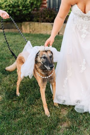 A series of photos showing a Belgian Malinois dog playing in the grass next to a flowing white dress.