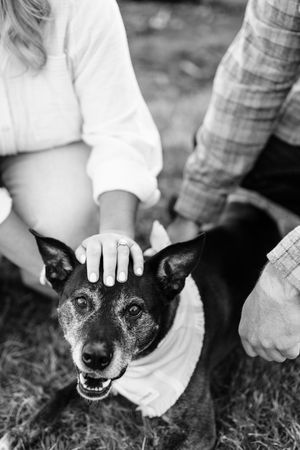 A happy black dog with pointed ears wearing a white bandana receives pets and attention in black and white photography.