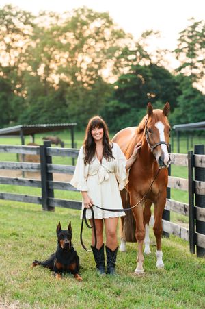 Beautiful chestnut horse stands with two doberman dogs in front of black fencing at sunset in a grassy field.