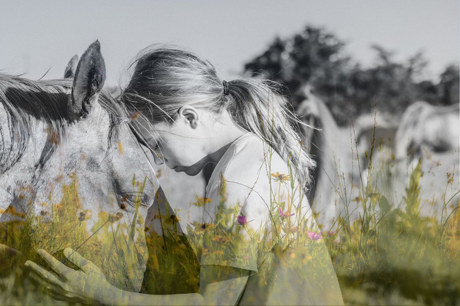 A herd of horses grazes in a sunlit meadow under dramatic storm clouds.  Bethany Rainsberg Photography