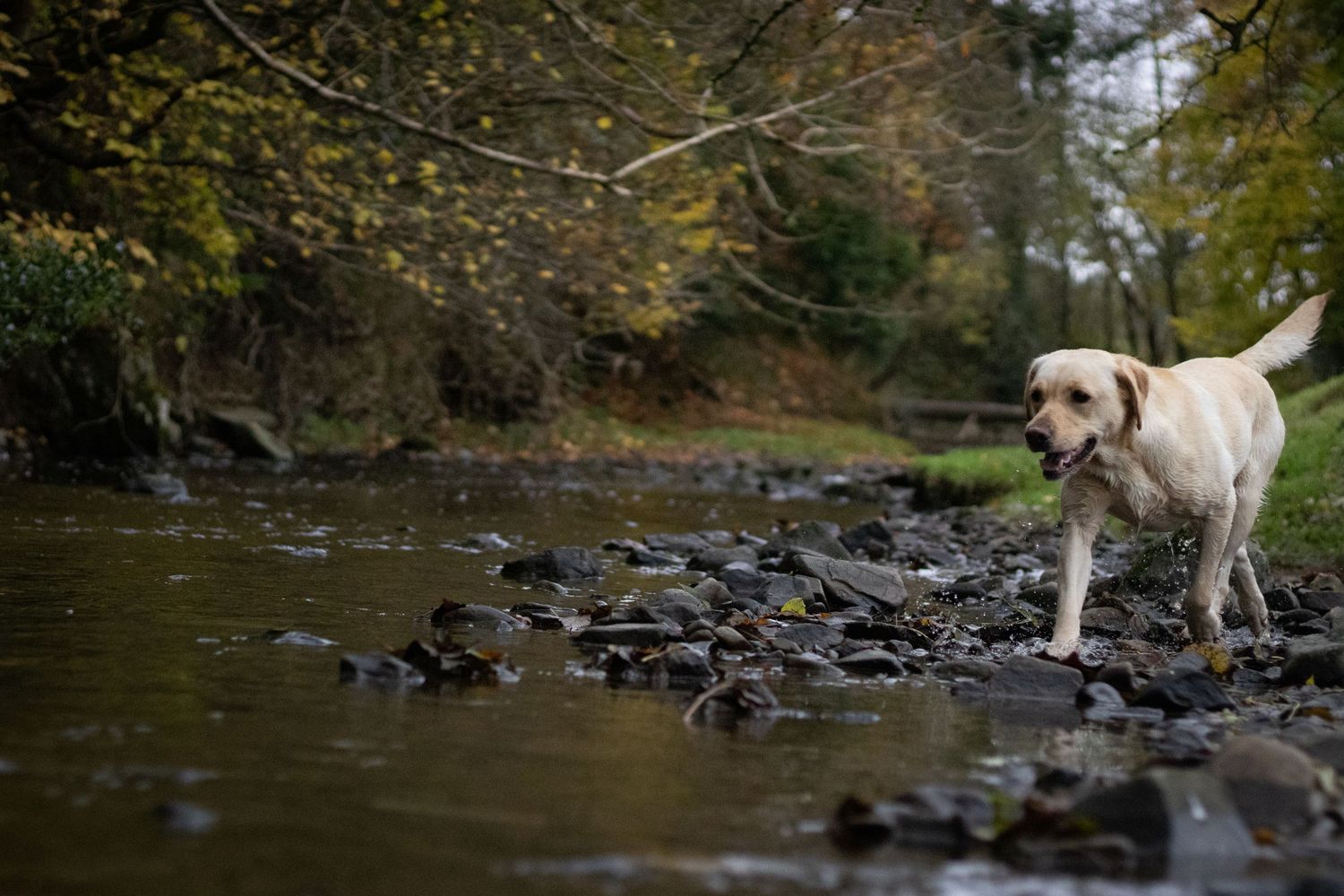Photograph of a White Labrador Retriever by Woodland Workbench