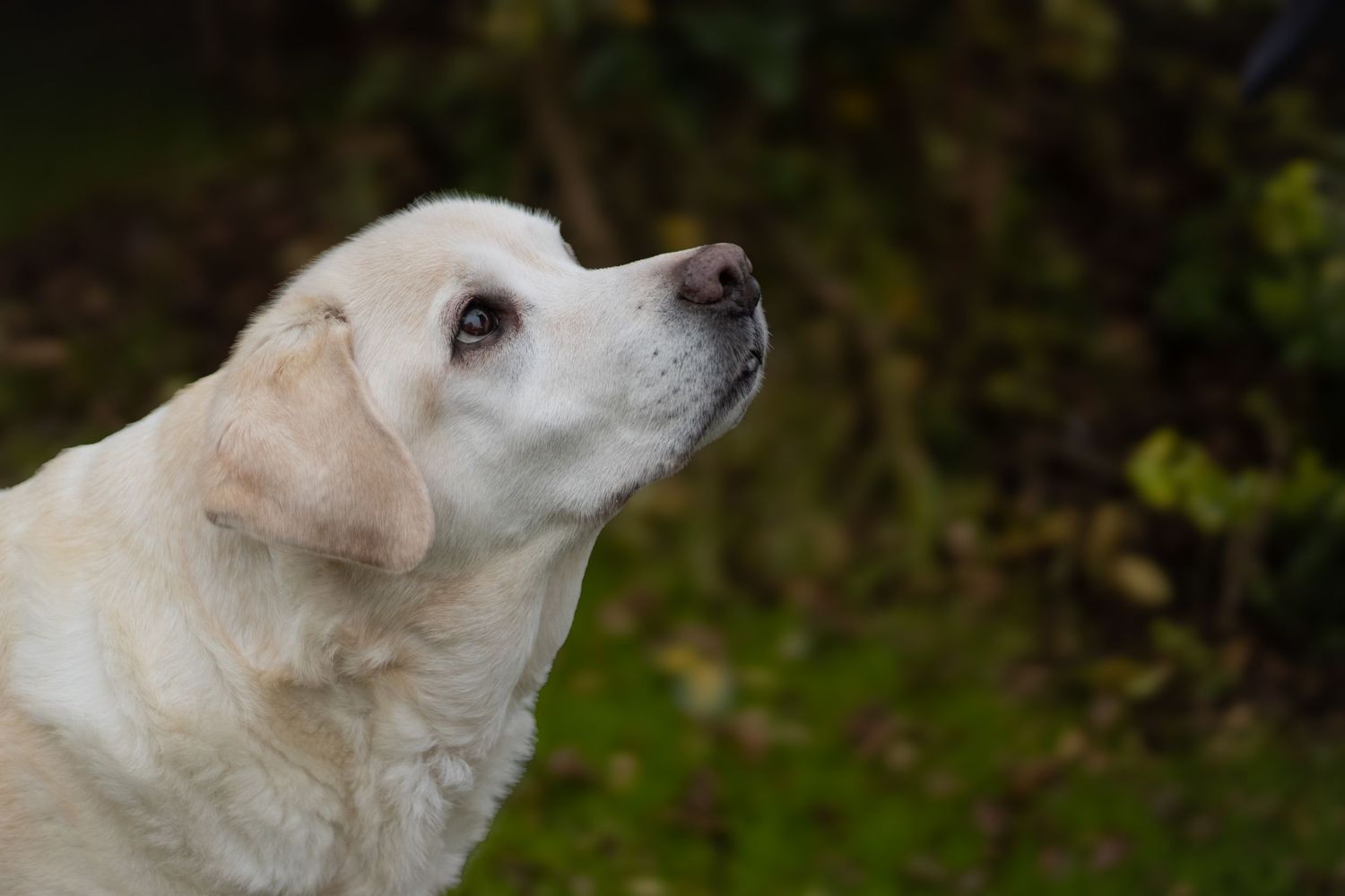 Photograph of a White Labrador retriever by Woodland Workbench