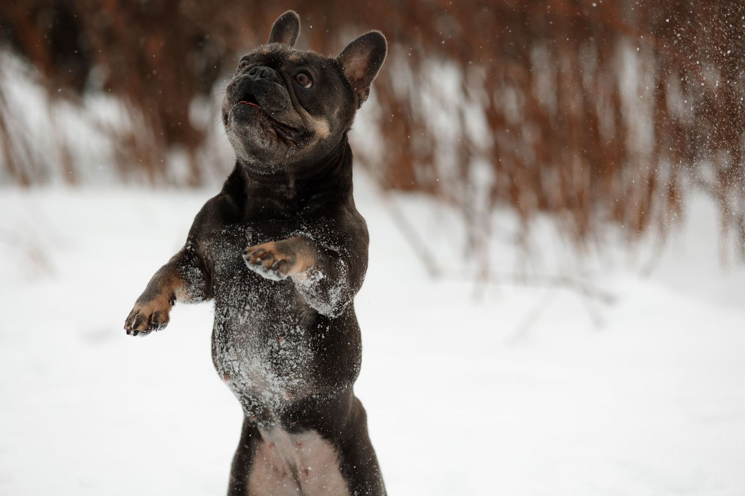 Black French Bulldog leaping playfully through snow.