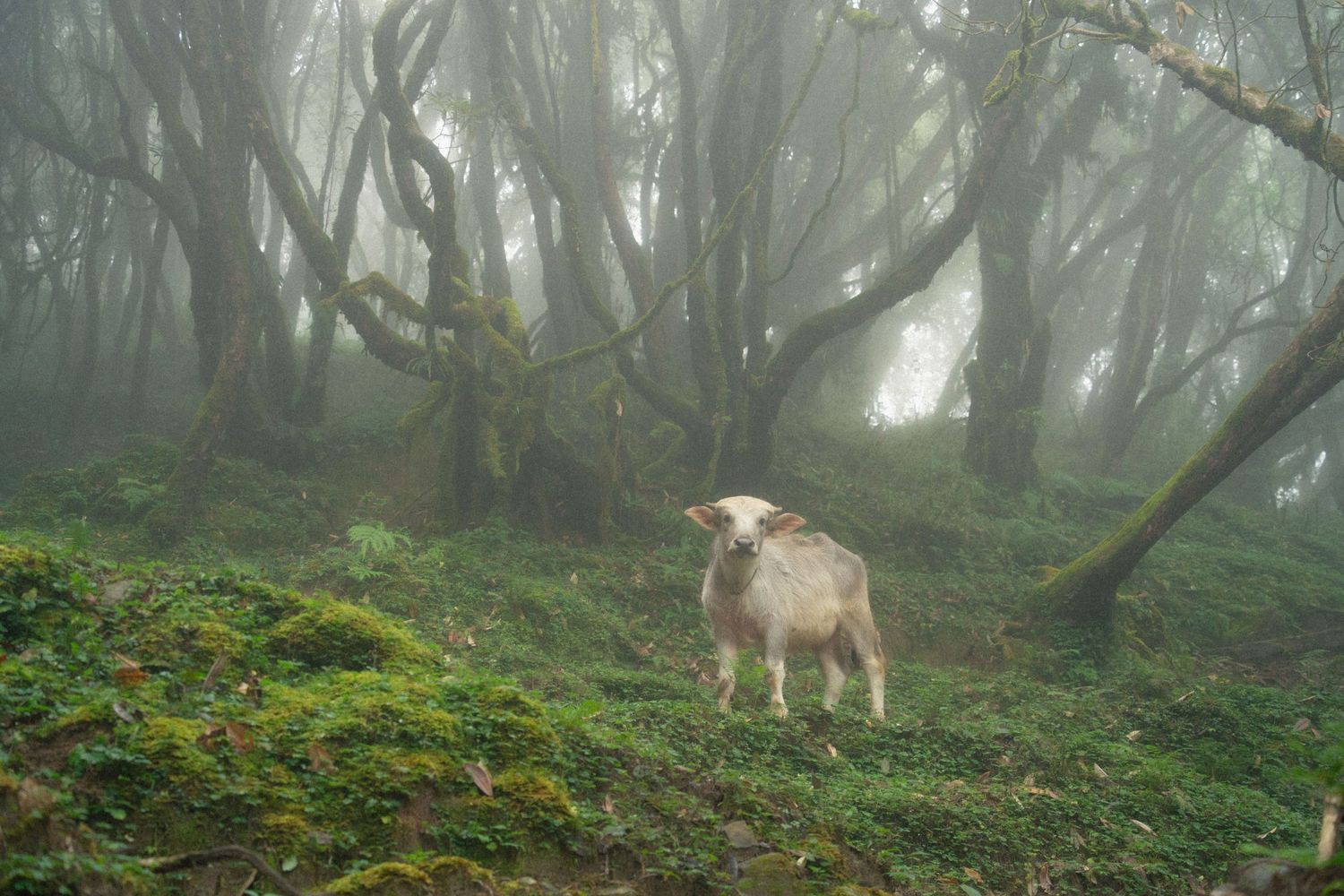 Misty forest scene with horses grazing among moss-covered trees.