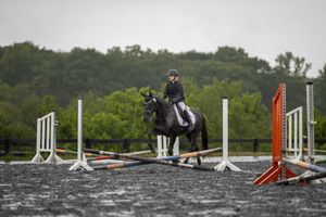 Equestrian rider in formal attire jumping over a white obstacle pole on a black horse at an outdoor competition course.