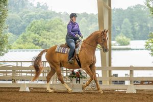 Equestrian rider practicing dressage movements with chestnut horse in outdoor arena with wooden fence railings.