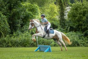 An equestrian rider takes a jump over a light blue fence with their white horse in a lush green field.