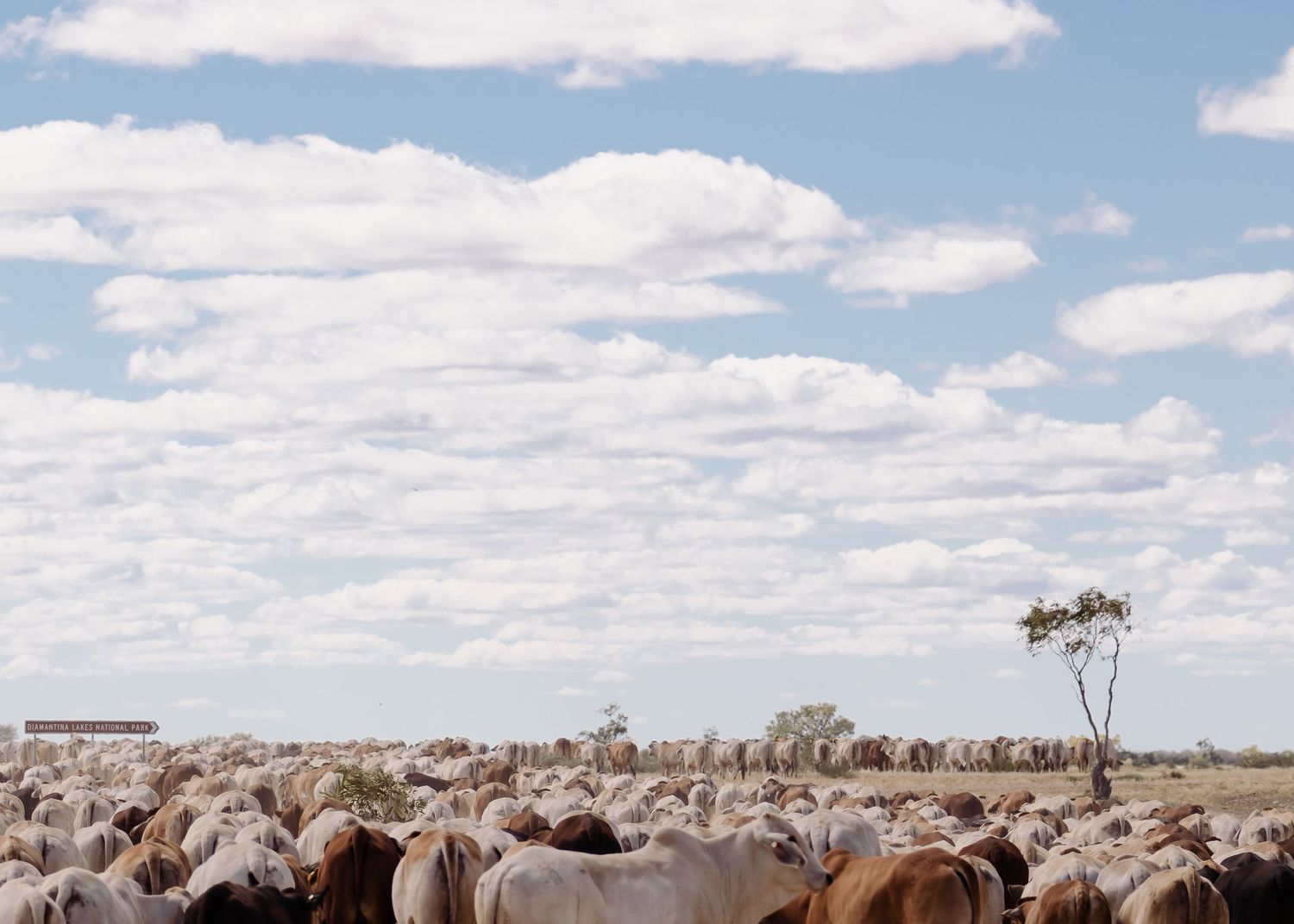 Large herd of cattle grazing under blue sky with scattered clouds and lone tree.