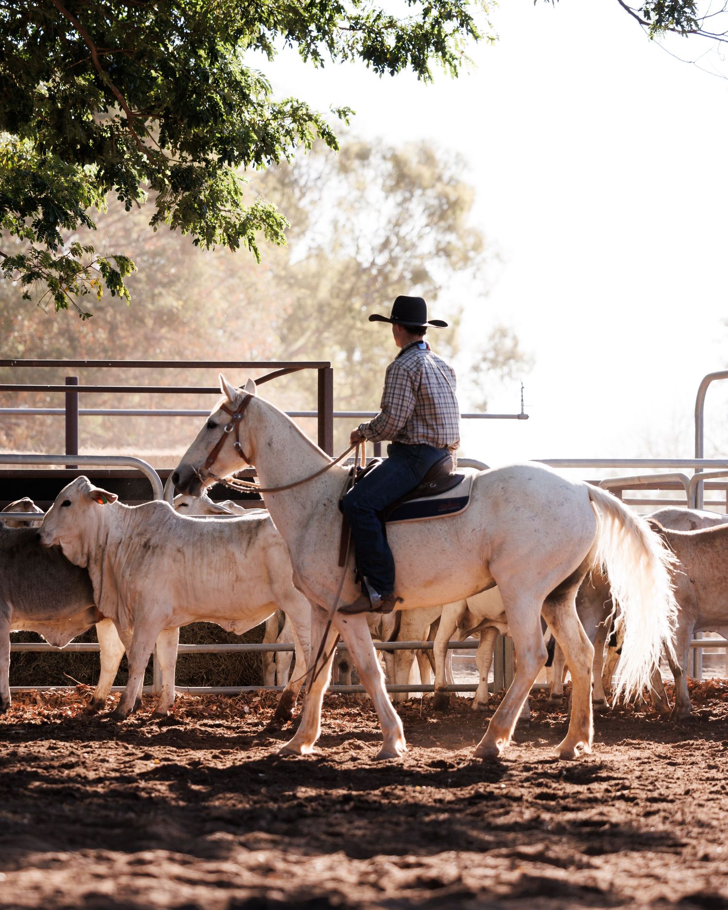 Rider on white horse herding cattle in dusty corral at sunset.
