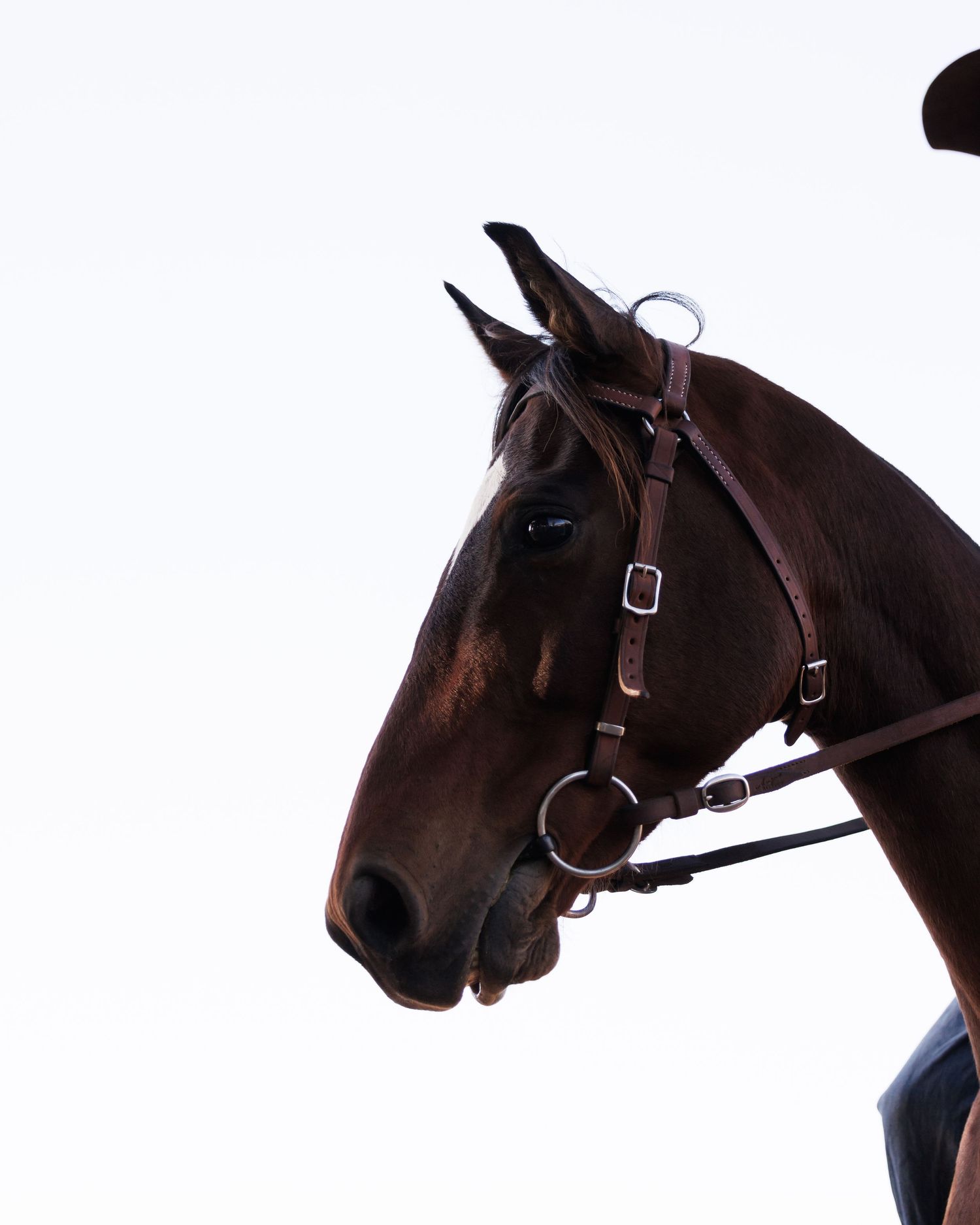 Profile view of a dark brown horse wearing leather bridle against white background.