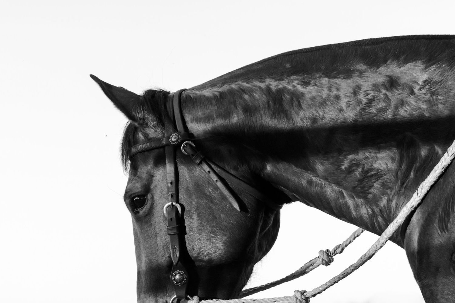 Black and white close-up portrait of horse's head with bridle and reins.