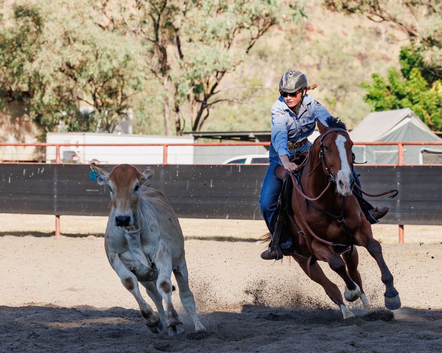 Action shot of horse and rider chasing a calf during rodeo event.