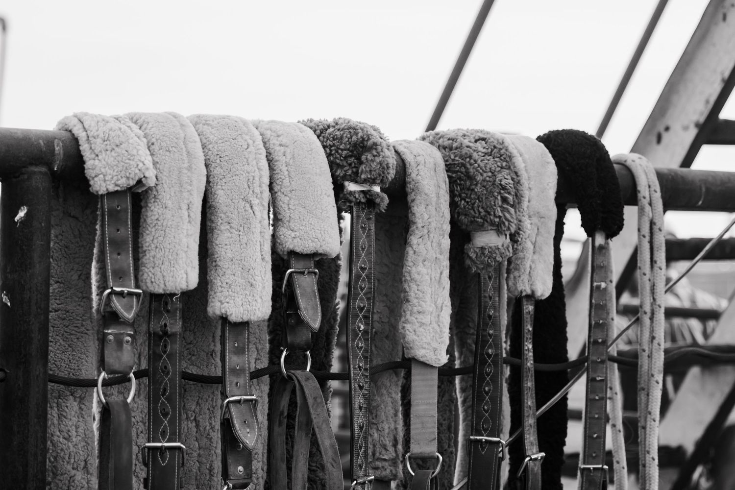 Row of worn leather saddles hanging on metal fence.