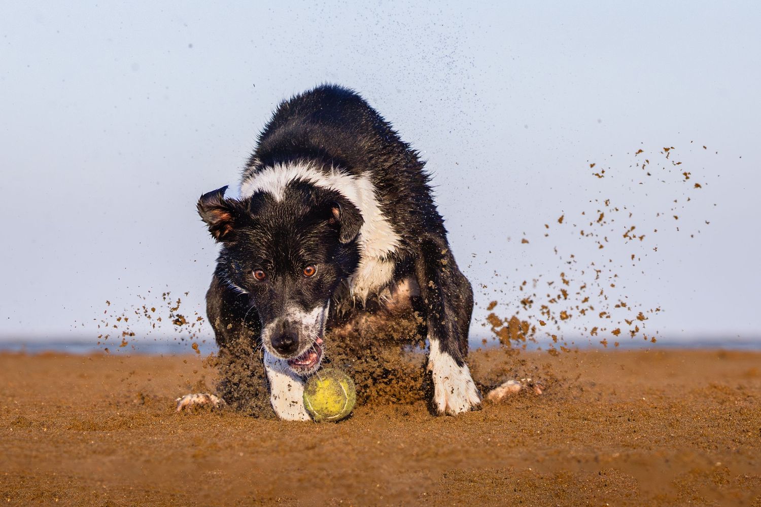 Action sequence of border collie dog catching tennis ball in dirt creating dust cloud.