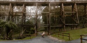 Engagement photos at the Trestle Bridge in Noojee, Baw Baw.