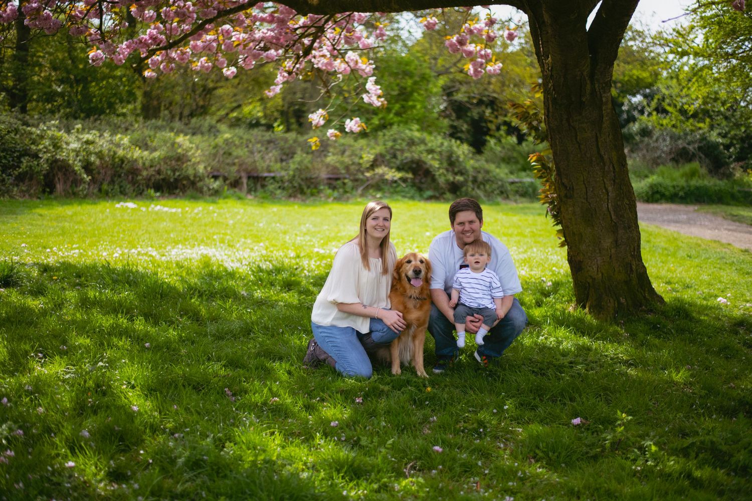 A golden retriever sits between two people under a blooming cherry tree in a sunny spring garden.