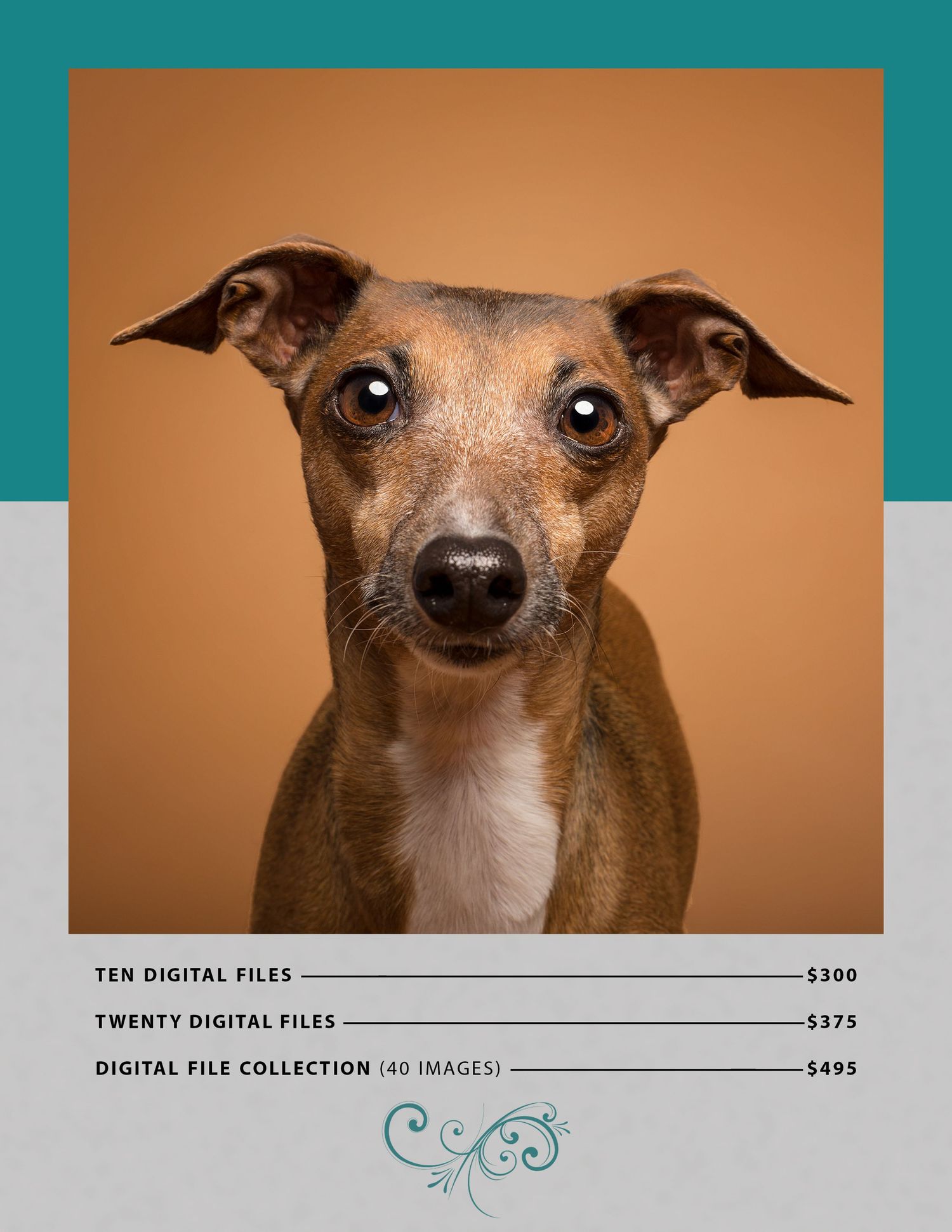 Italian Greyhound on brown backdrop