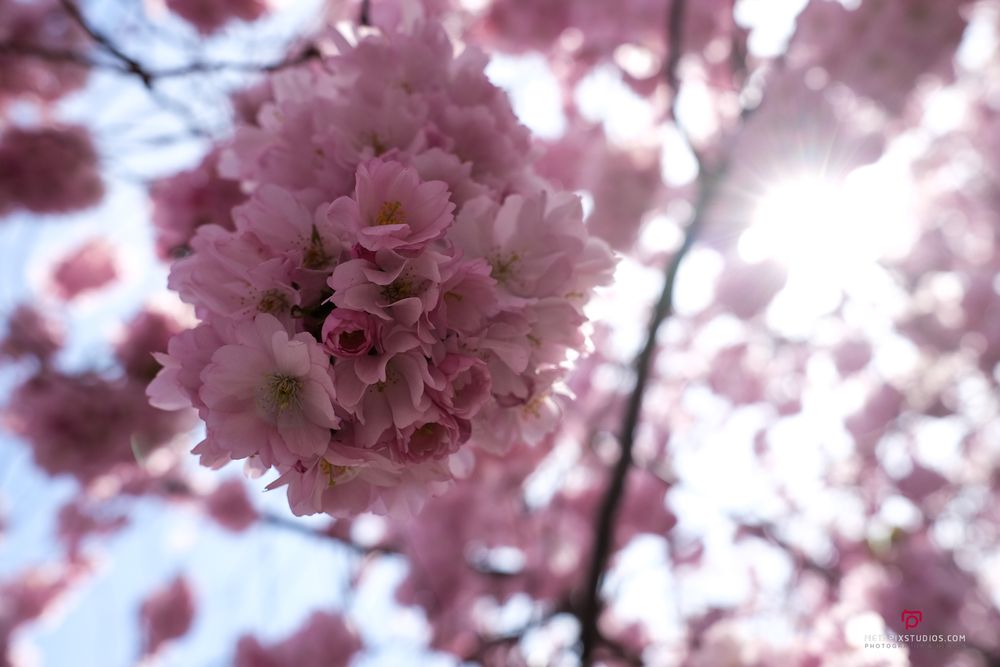 Metapixels Photography
Copyright Image 2025
Stockholm Cherry Blossoms