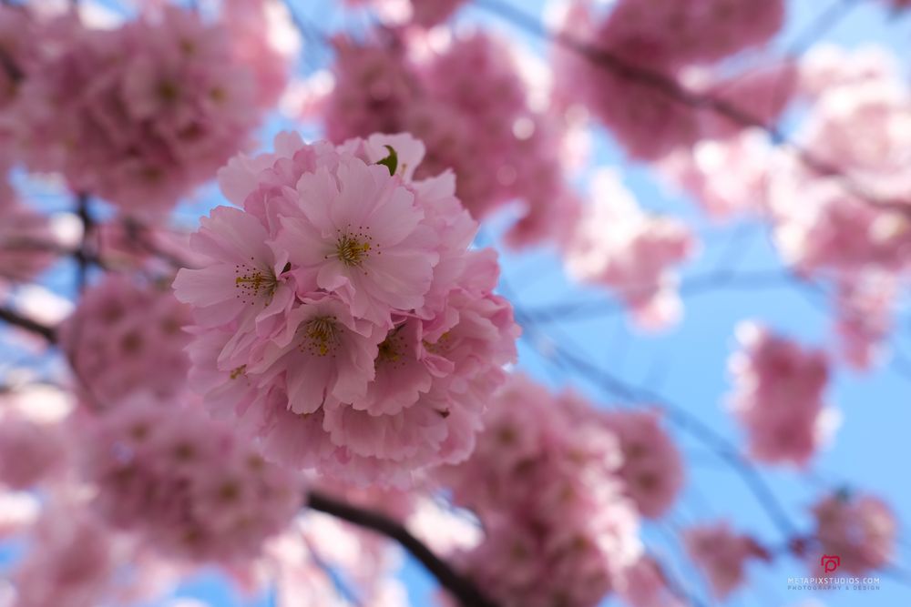 Metapixels Photography
Copyright Image 2025
Stockholm Cherry Blossoms