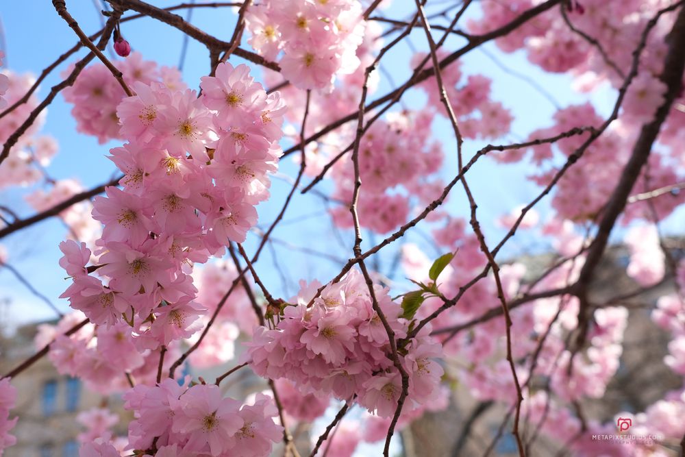 Metapixels Photography
Copyright Image 2025
Stockholm Cherry Blossoms