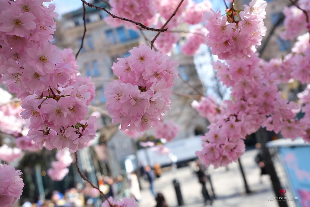 Metapixels Photography
Copyright Image 2025
Stockholm Cherry Blossoms