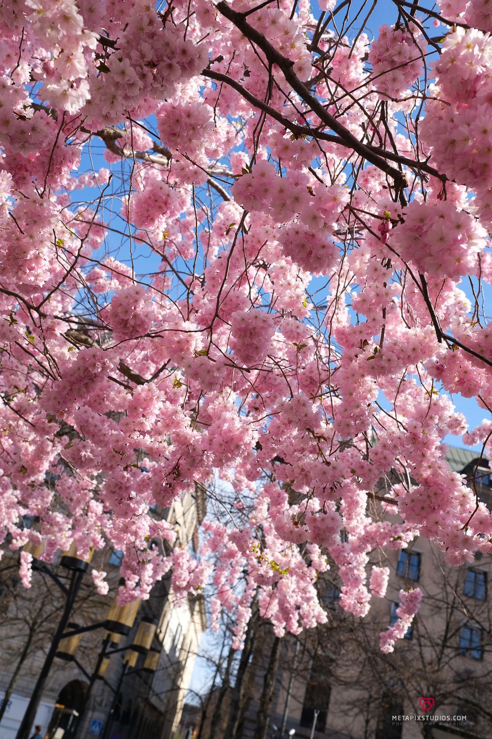 Metapixels Photography
Copyright Image 2025
Stockholm Cherry Blossoms