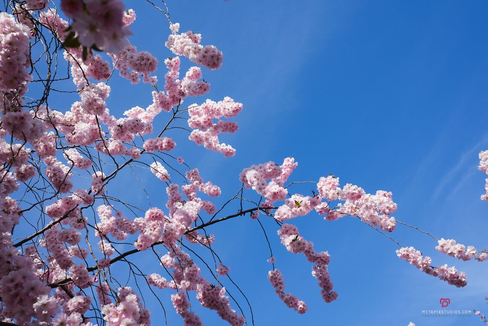 Metapixels Photography
Copyright Image 2025
Stockholm Cherry Blossoms