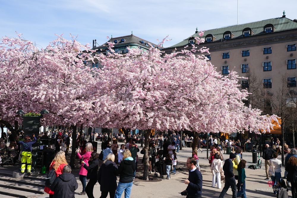Metapixels Photography
Copyright Image 2025
Stockholm Cherry Blossoms