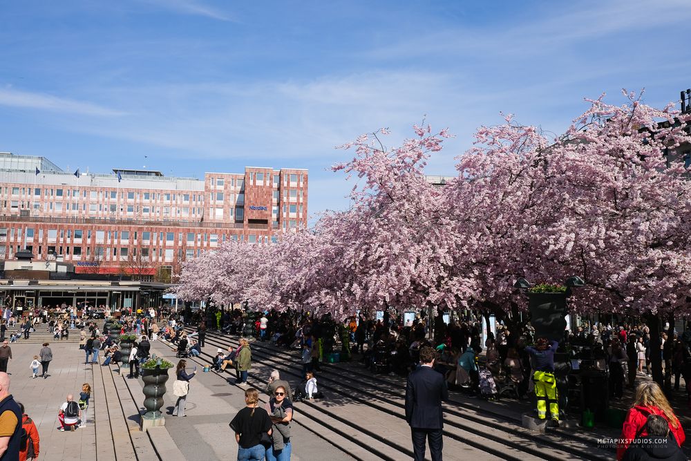 Metapixels Photography
Copyright Image 2025
Stockholm Cherry Blossoms