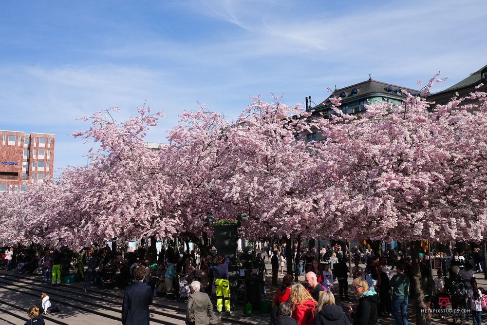 Metapixels Photography
Copyright Image 2025
Stockholm Cherry Blossoms