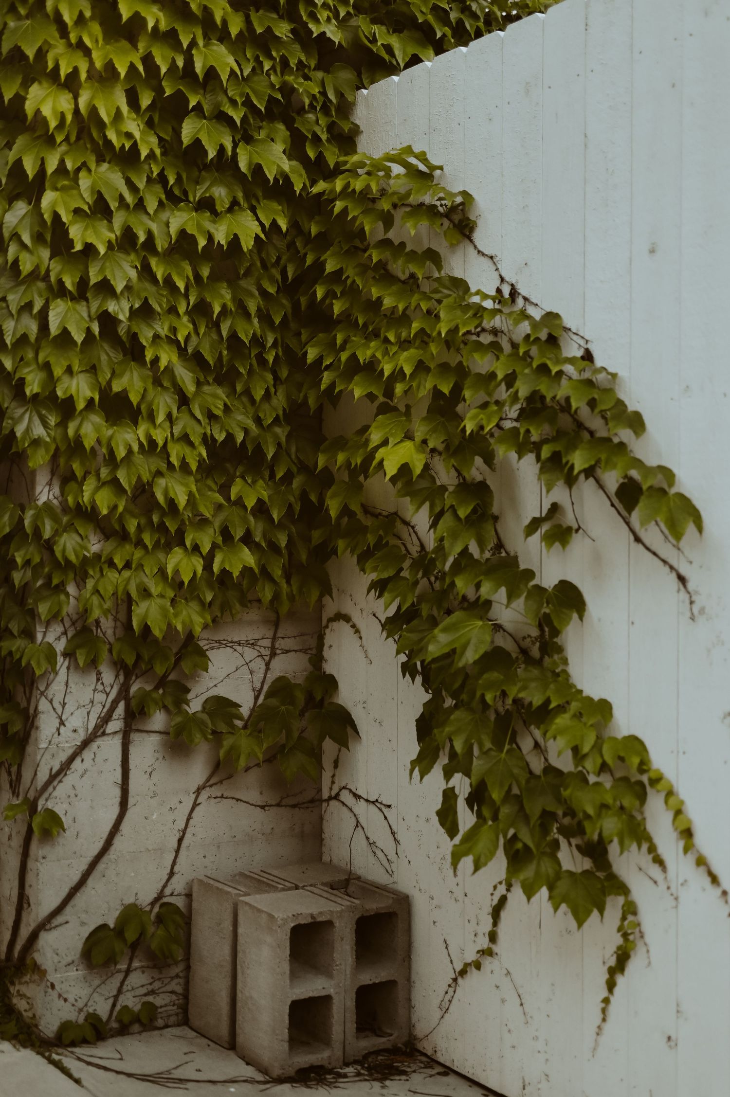 Lush green ivy climbing a white wall above two stacked concrete cinder blocks in a corner in West Bend, Wisconsin