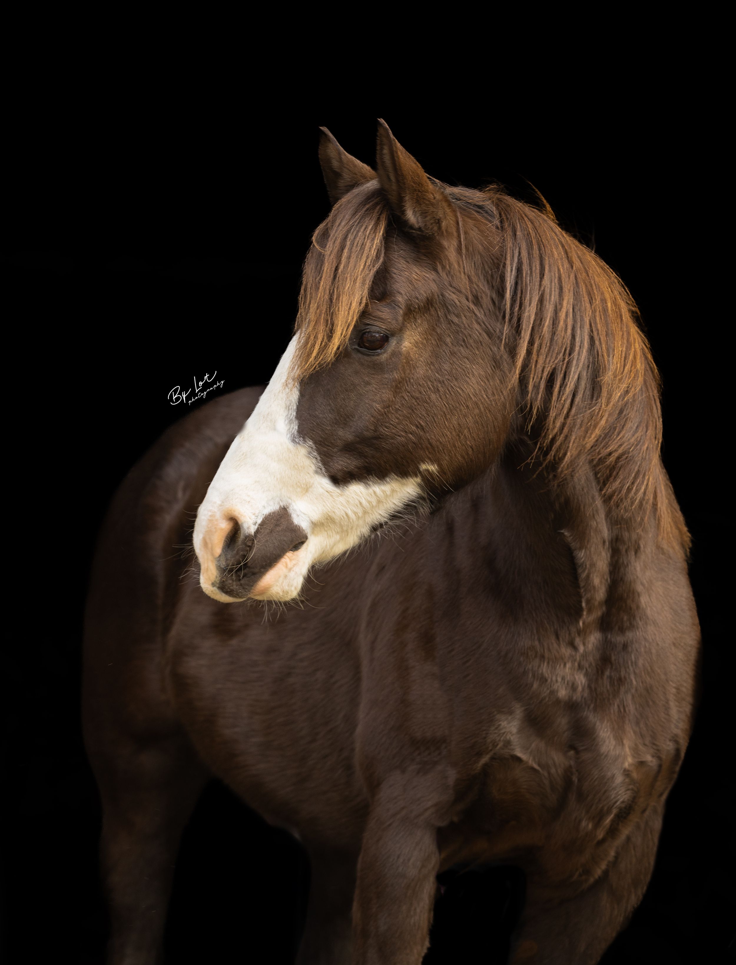 Gepassioneerde dieren en gezinsfotograaf