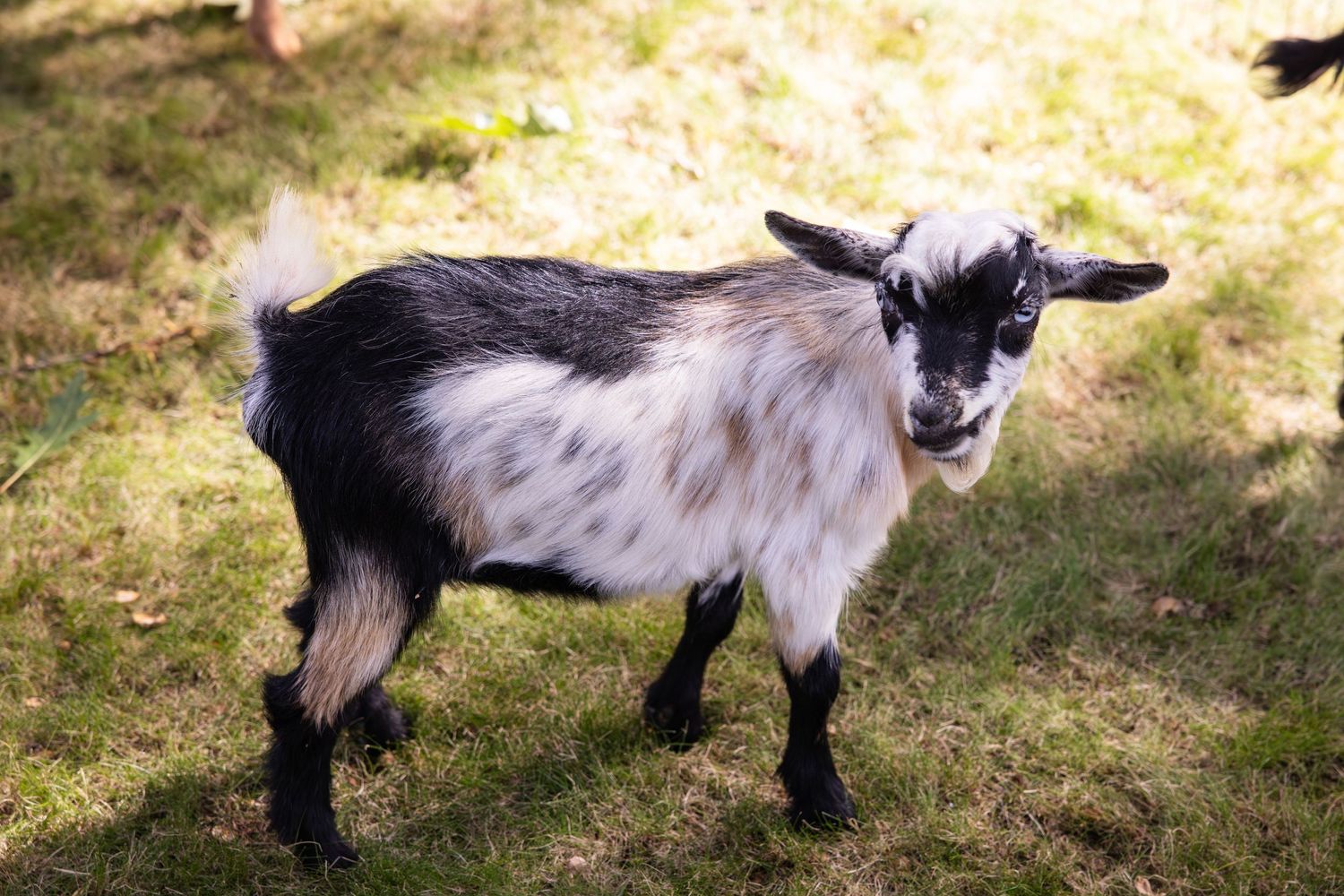 A small black and white spotted baby goat standing in sunlight on grassy ground.