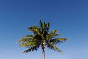 Single palm tree with green fronds against a vibrant blue sky on a clear sunny day.