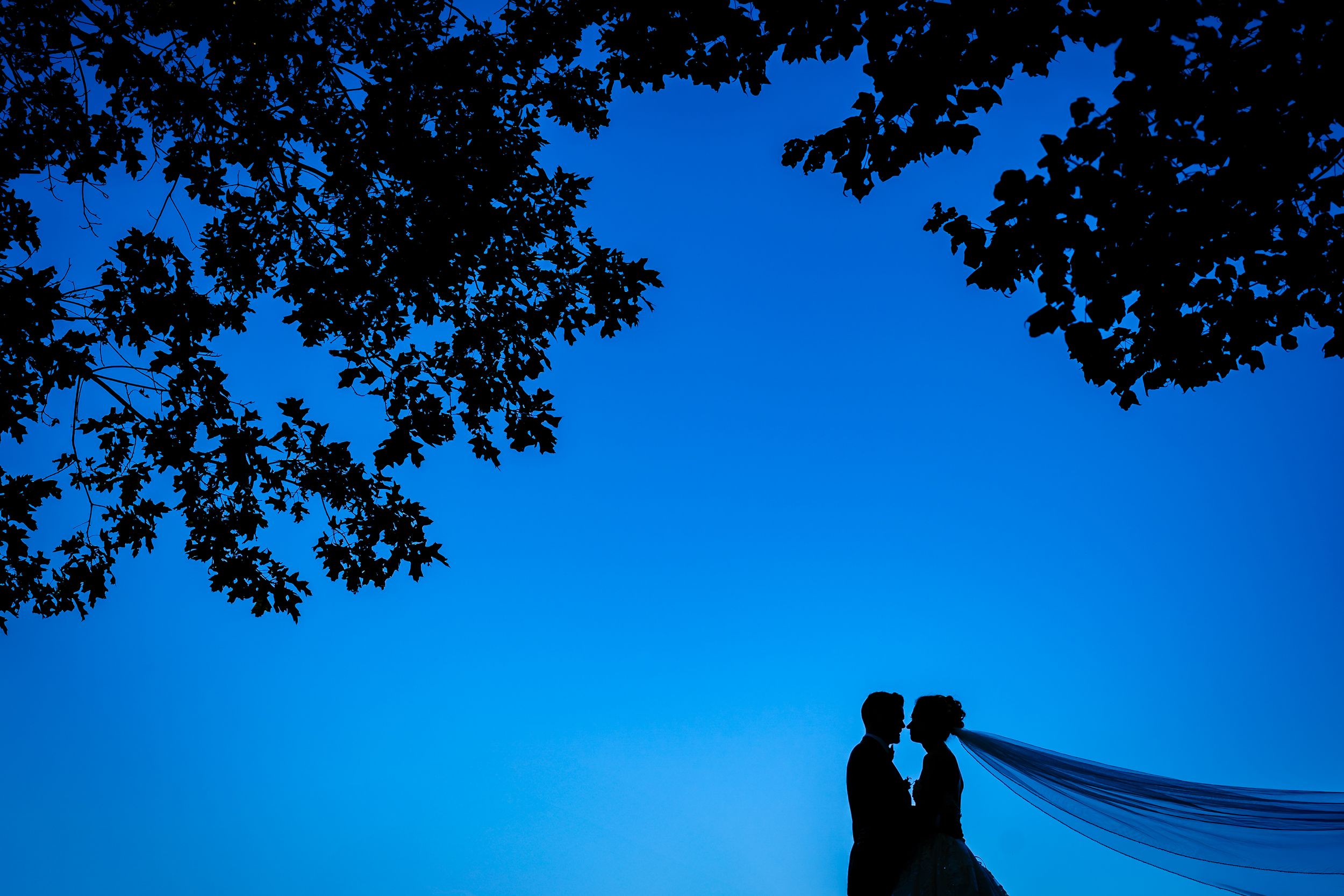 Silhouette of newlyweds against vibrant blue sky with tree branches framing the scene.