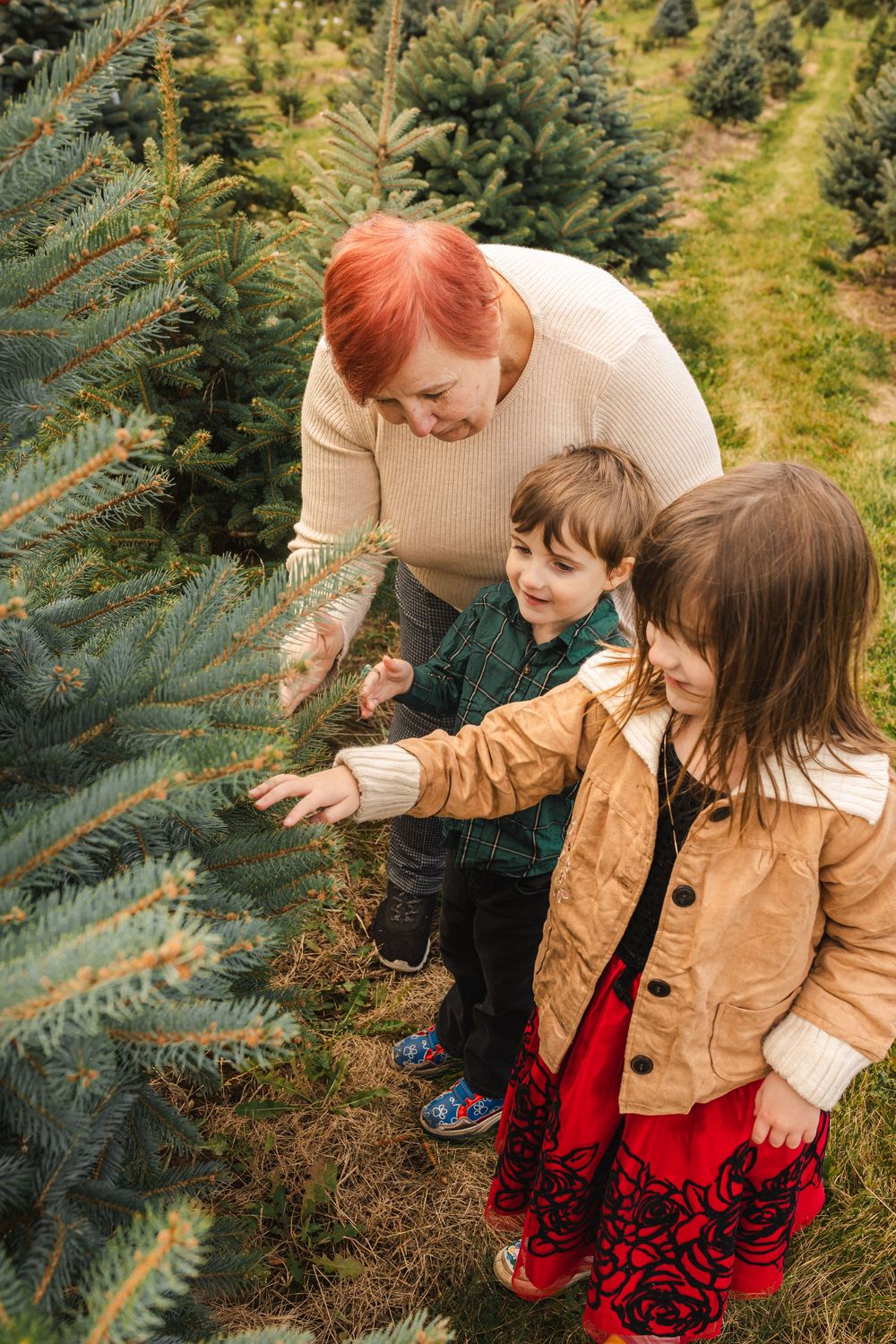 Children explore a Christmas tree farm on a sunny day wearing festive red dresses and tan jackets.