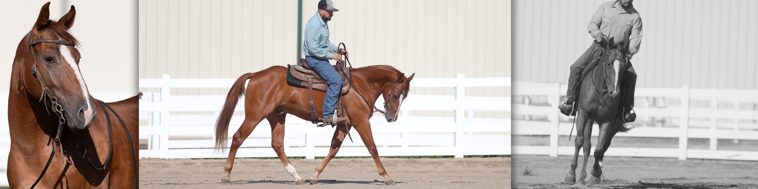 Three sequential photos showing a horse and rider demonstrating proper riding form in a covered arena.