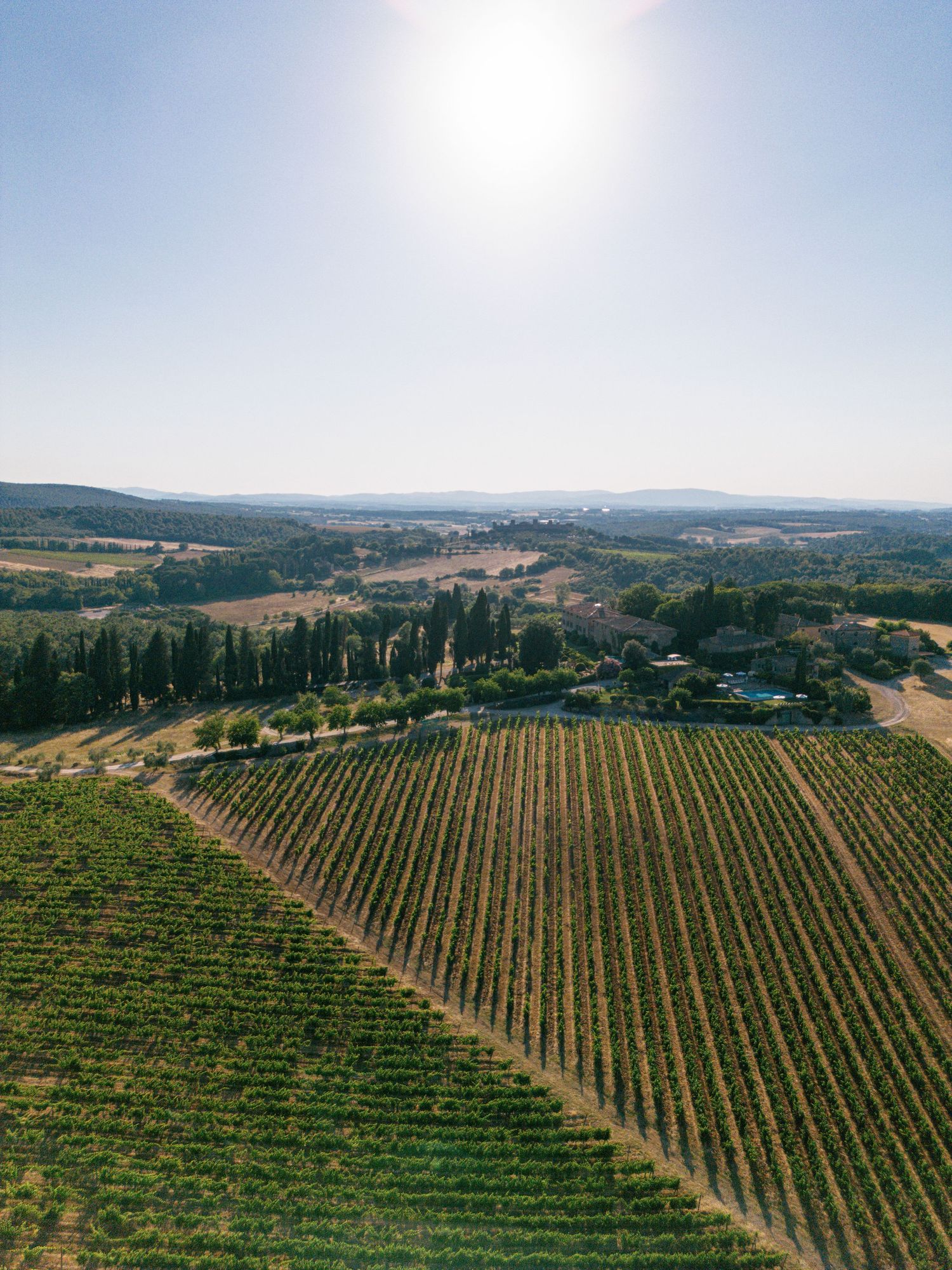 Panoramic view of green vineyard rows stretching across rolling Tuscan hills under blue sky.