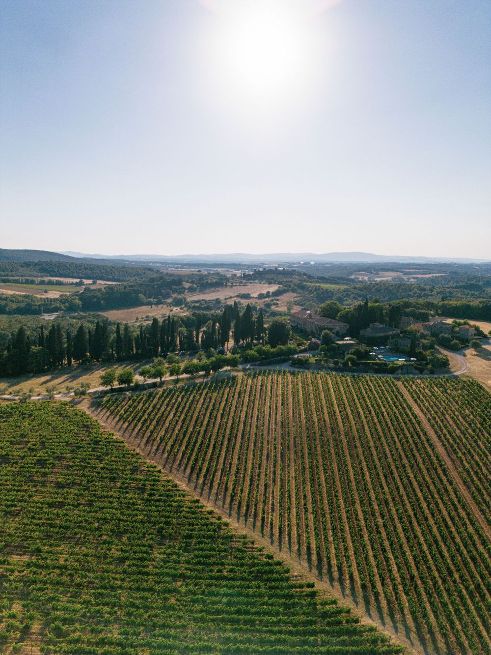 Panoramic view of green vineyard rows stretching across rolling Tuscan hills under blue sky.