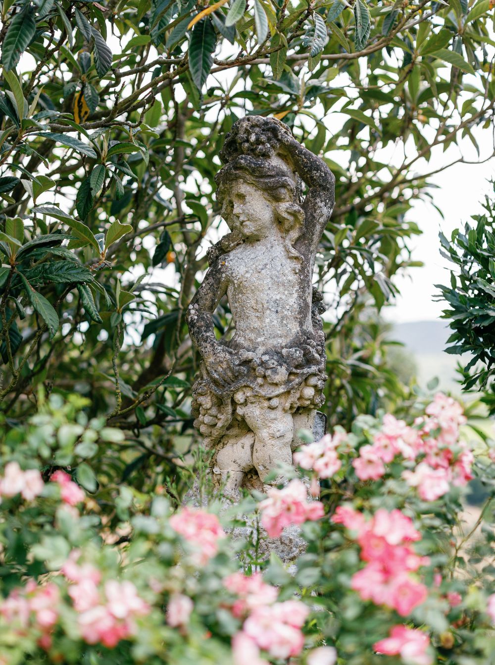 Olive tree branches with twisted gnarled bark and leaves frame pink rose bushes blooming in a garden below.
